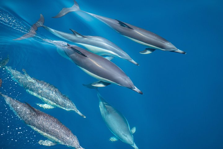 Wild Dolphin Encounter in Tauranga - Photo 1 of 15